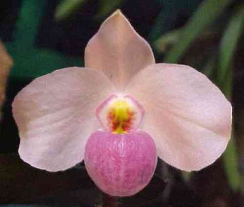 Paphiopedilum delenatii 